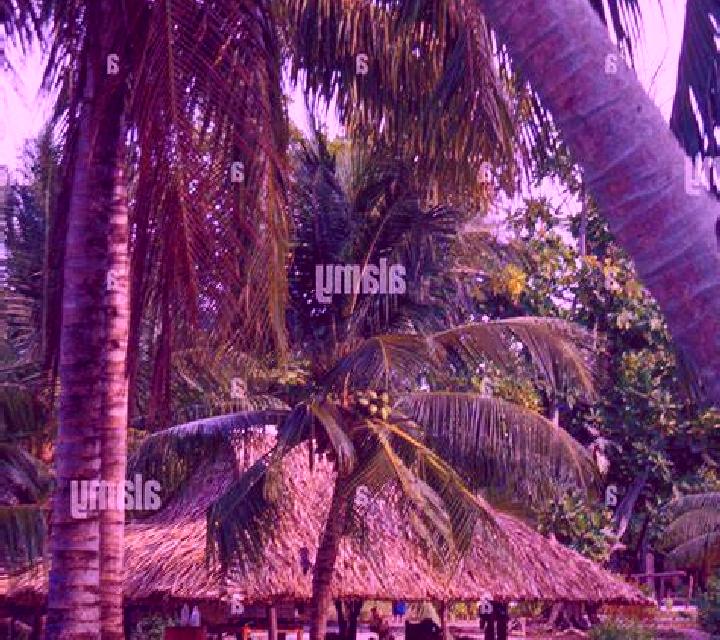 escort Buariki Village