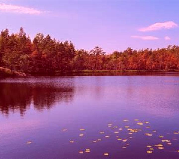 escort Maple Lake
