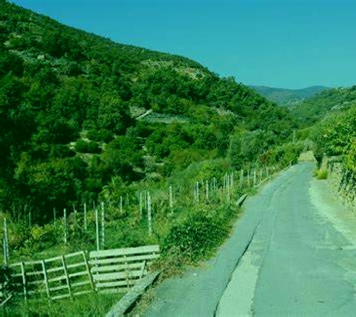 escort Paraiso Novillero