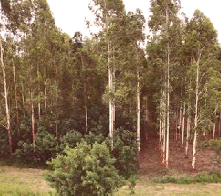 escort Phuljhuri