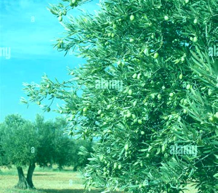 escort Sursko-Lytovske
