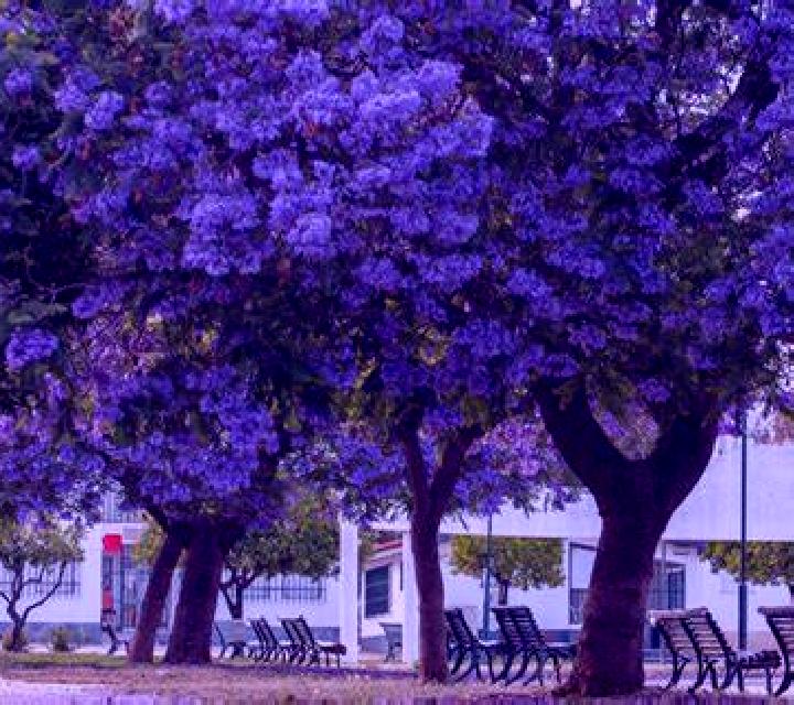 Mariana, 27, acompañante morena de ojos grises y etnia mediterránea basada en Carazinho. Ofrece Masaje de próstata, Masaje, BDSM, Cita de cena. Disponible en...